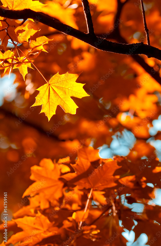 Fototapeta premium autumn leaves, very shallow focus