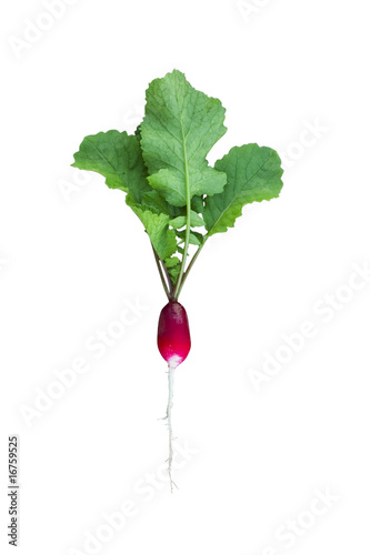 Radish isolated on white with clipping path