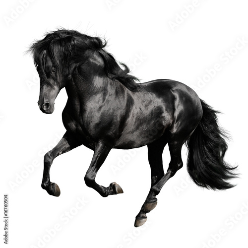 black horse runs gallop isolated on white backgrond