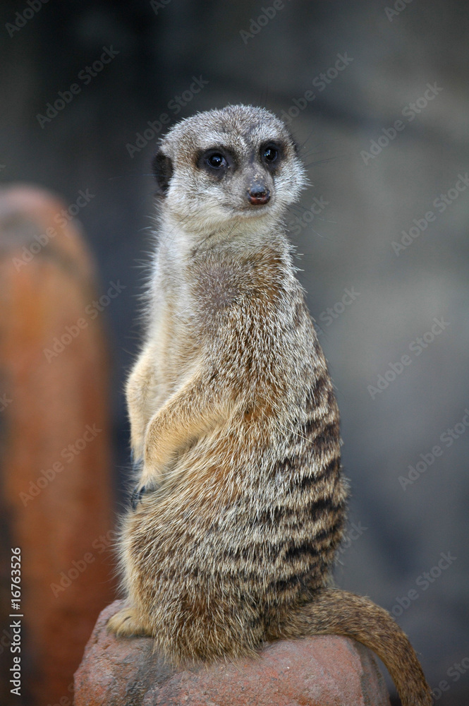 Fototapeta premium Meerkat portrait