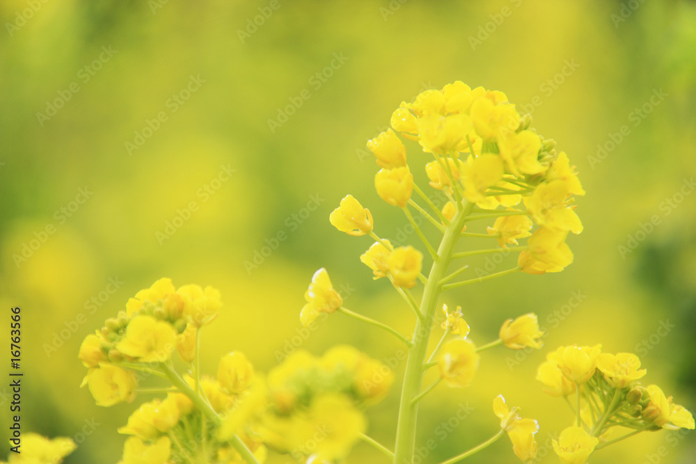 菜の花 菜の花