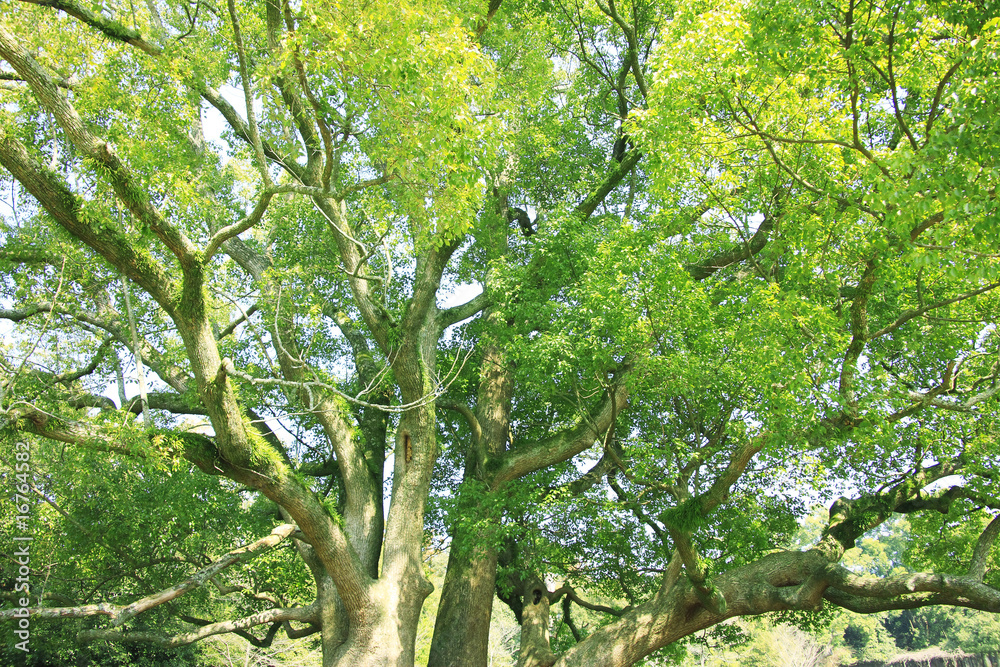 Fototapeta premium 奈良公園飛火野の大楠