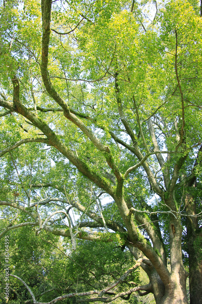 Obraz premium 奈良公園飛火野の大楠