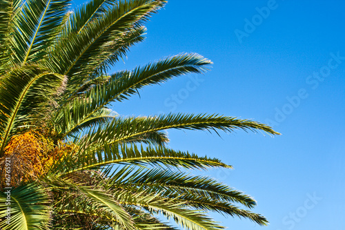 Date palm