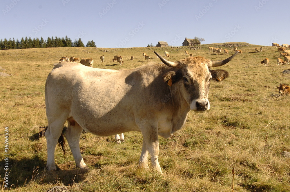vaches aubrac
