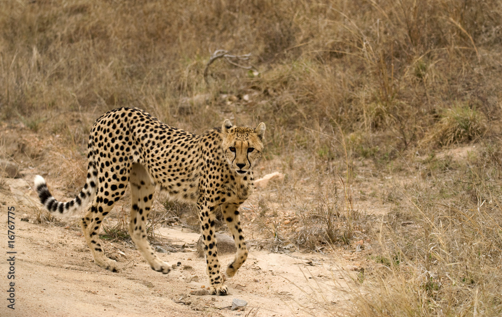 Fototapeta premium Wandering Cheetah
