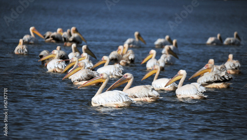 pelicans