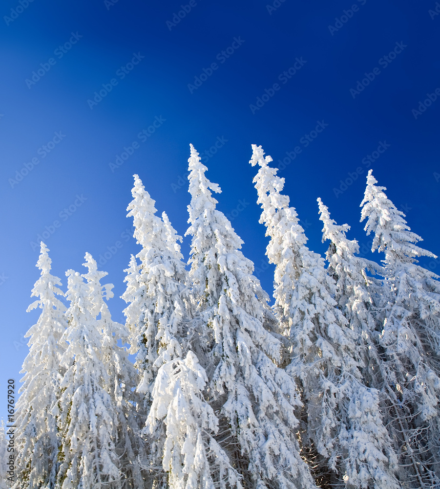 winter spruces tops winter spruces tops