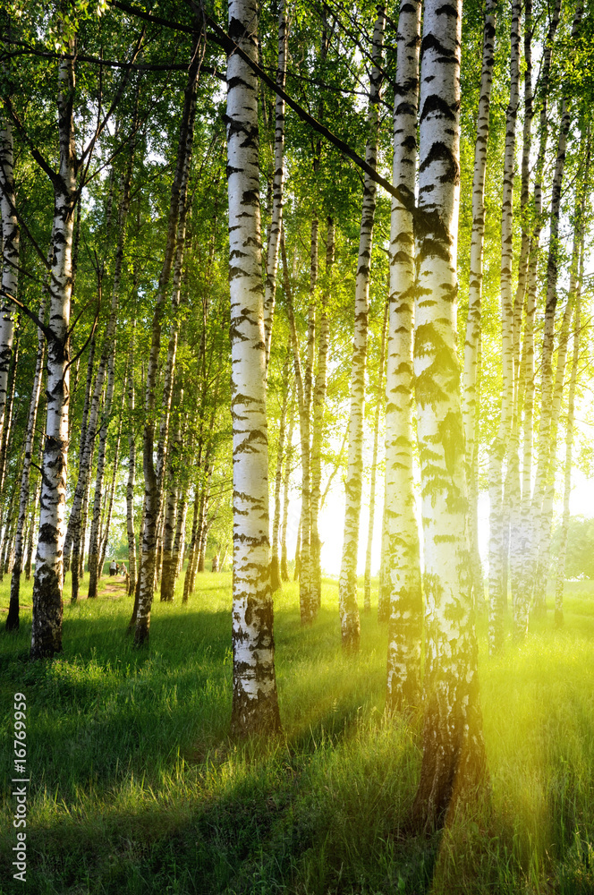 birch trees in a summer forest - obrazy, fototapety, plakaty 