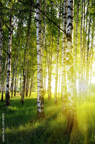 Tela birch trees in a summer forest