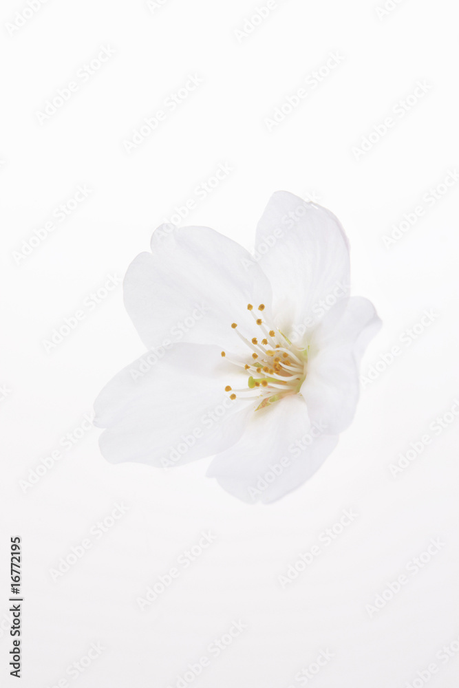 Fototapeta premium 桜