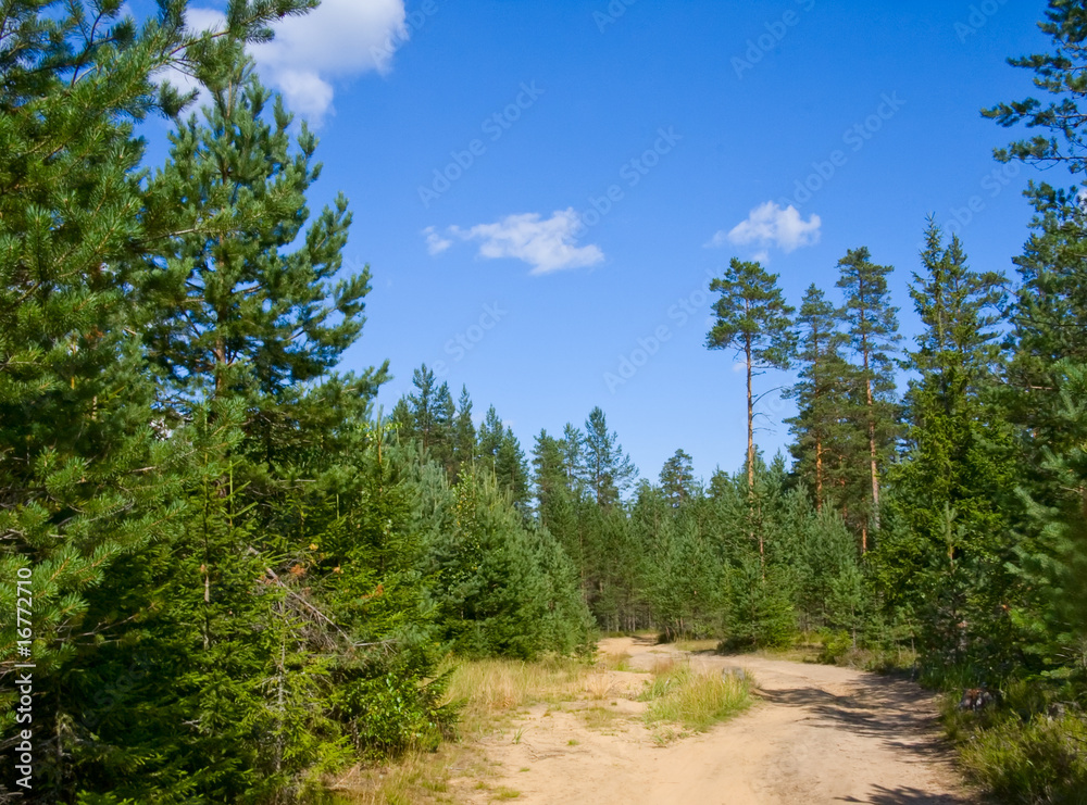 Sandy road in pine tree forest