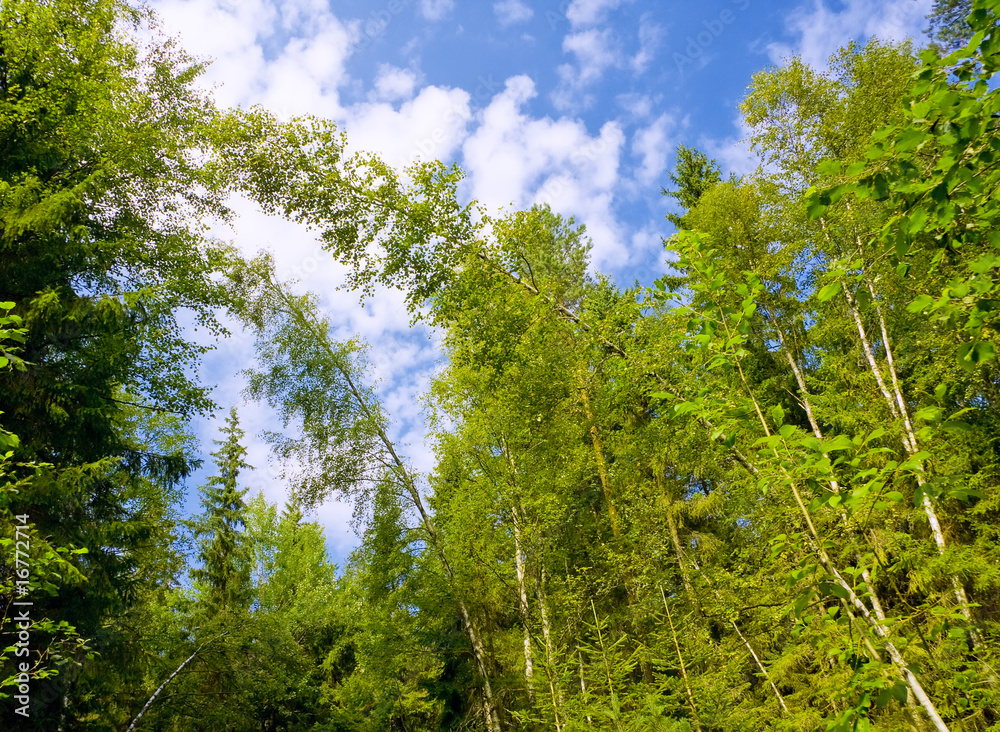 Obraz premium Green summer forest