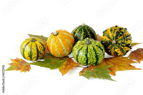 Coloquintes