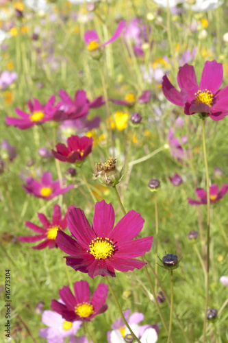 Cosmos flowers close up