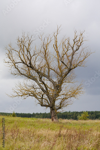 Wallpaper Mural Dead old tree Torontodigital.ca