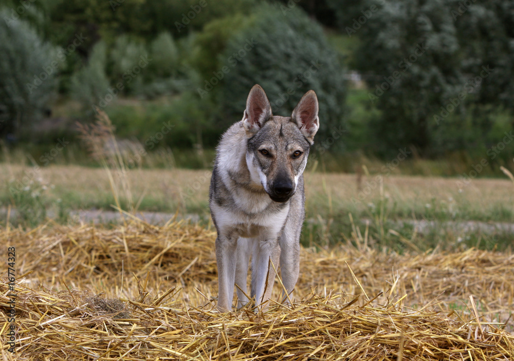 chien loup tchécolslovaque debout de face en campagne