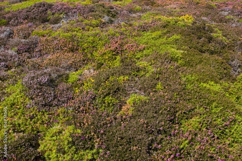 Tapis de bruyères et d'ajonc dans la lande du Cap Frehel Tapis de bruyères et d'ajonc dans la lande du Cap Frehel