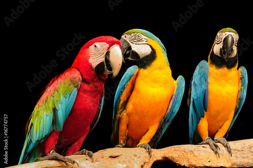 Macaws #16774757