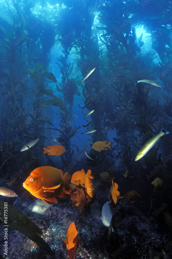 Fototapeta premium Kelp forest scene with garibaldis