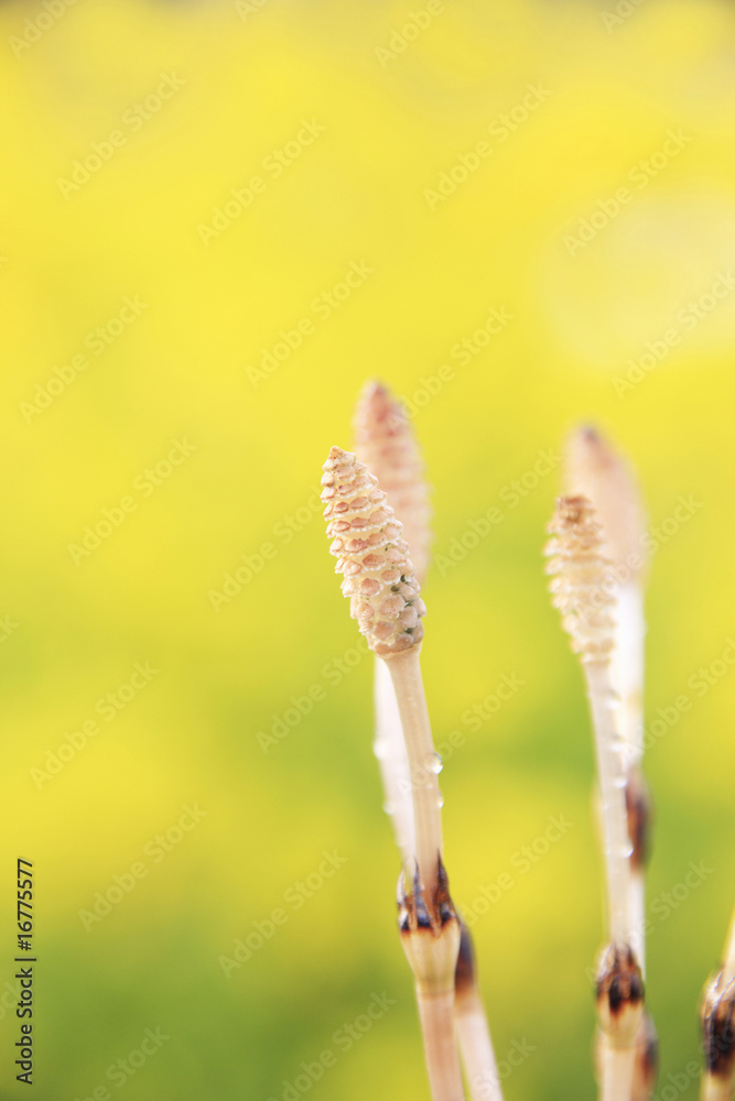 土筆と菜の花