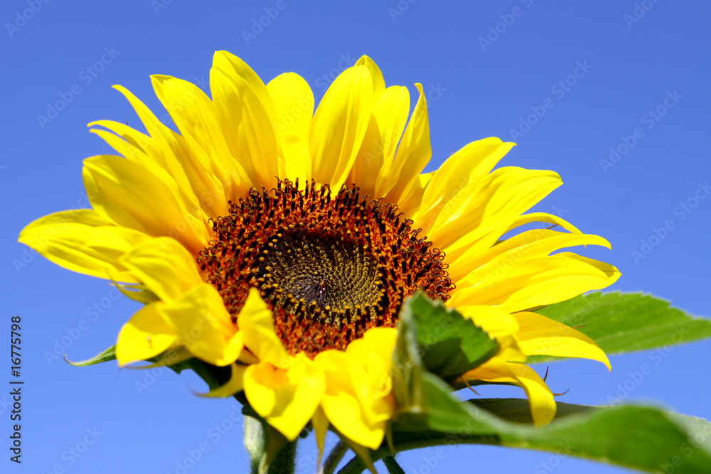 Naklejka premium sonnenblume,blume