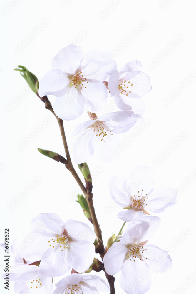 Fototapeta premium 桜