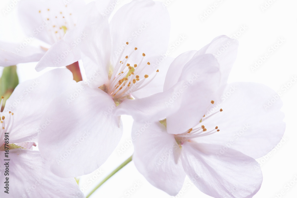 Obraz premium 桜
