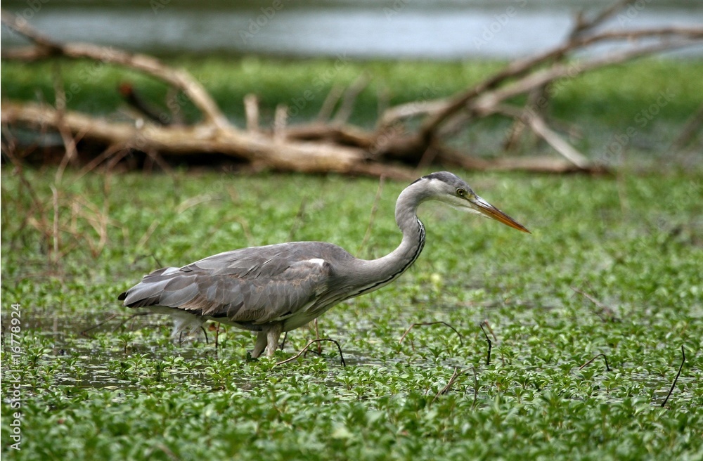 heron cendré