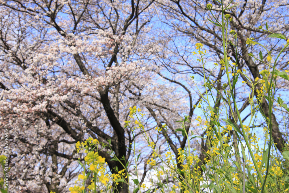 菜の花と桜 菜の花と桜