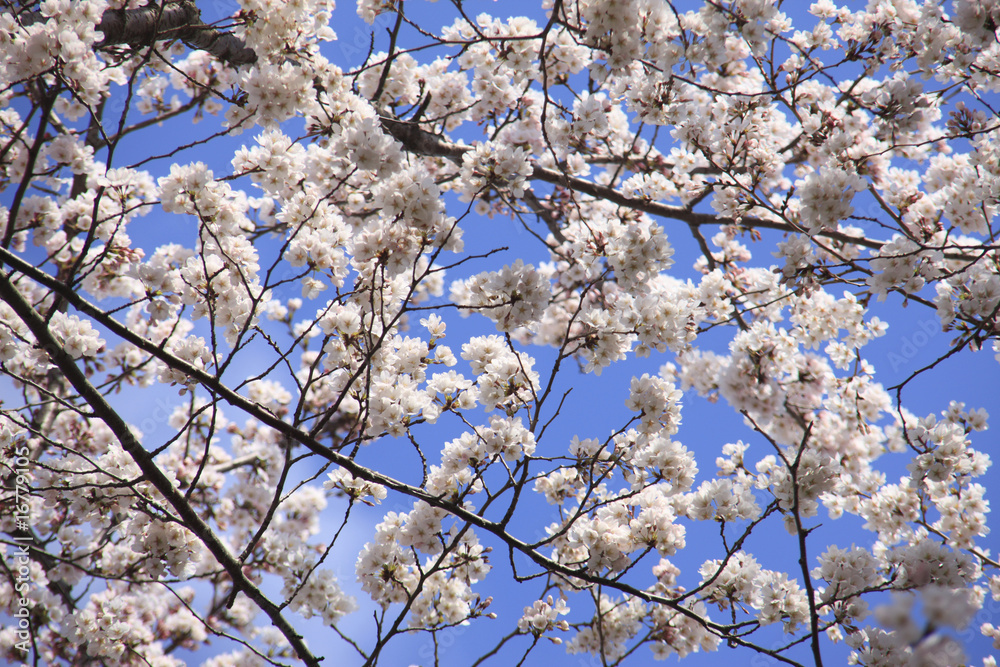 Fototapeta premium 桜