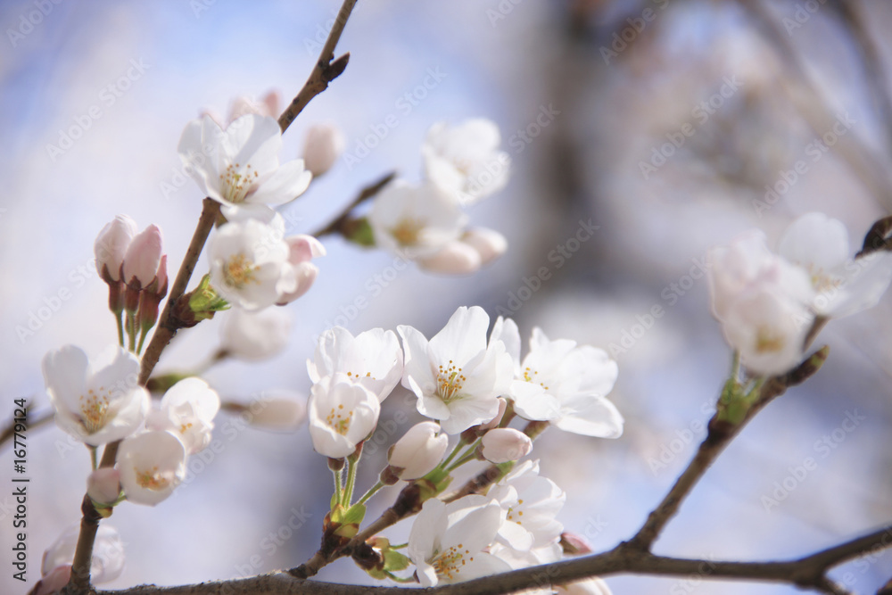 桜 桜