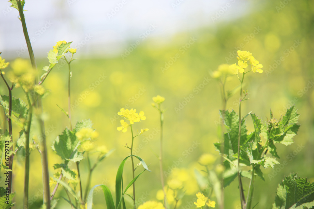 Obraz premium 菜の花