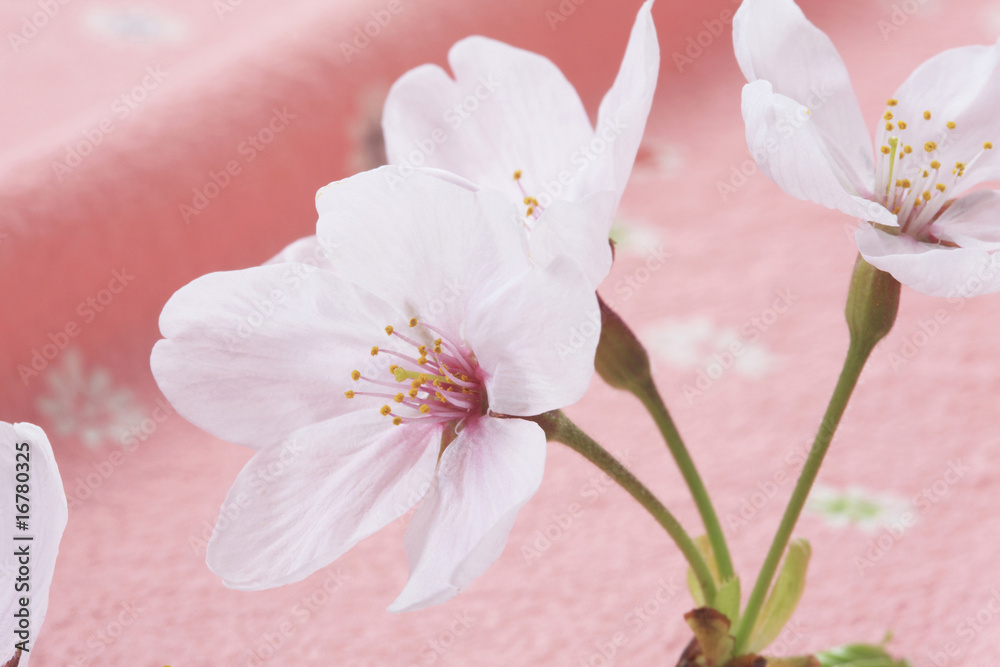 風呂敷と桜 風呂敷と桜