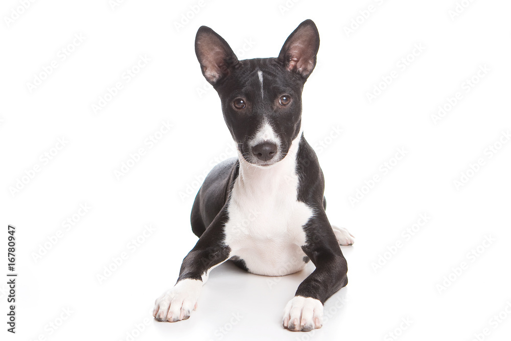 Basenji dog isolated on white