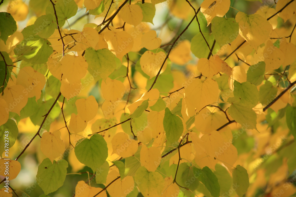 Obraz premium Colorful leaves background