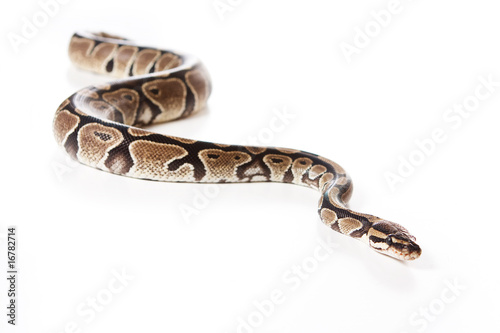 Boa snake isolated on white