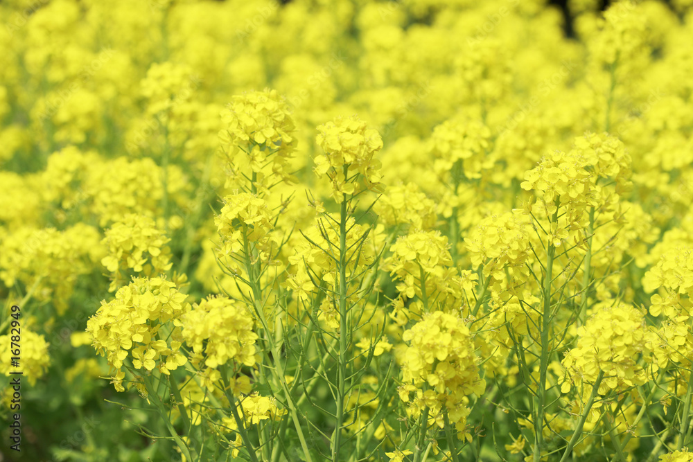 菜の花 菜の花