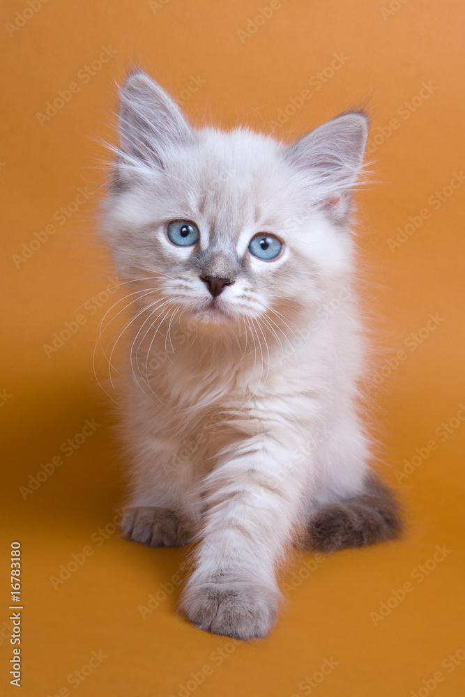 Obraz premium Siberian kitten on brown background