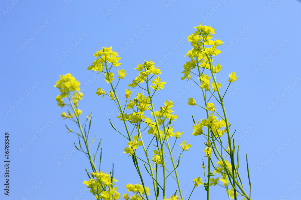 菜の花 菜の花