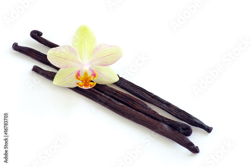 Orchid with vanilla beans on white background