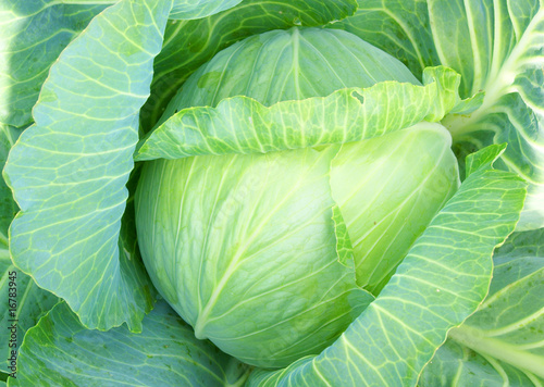 Close up of a growing cabbage