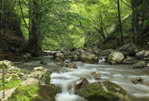 River in the forest