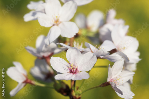 桜と菜の花