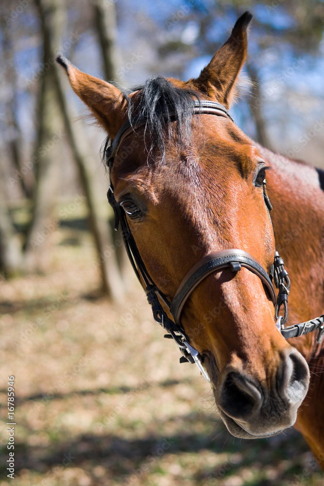 Obraz premium Beautiful race horse