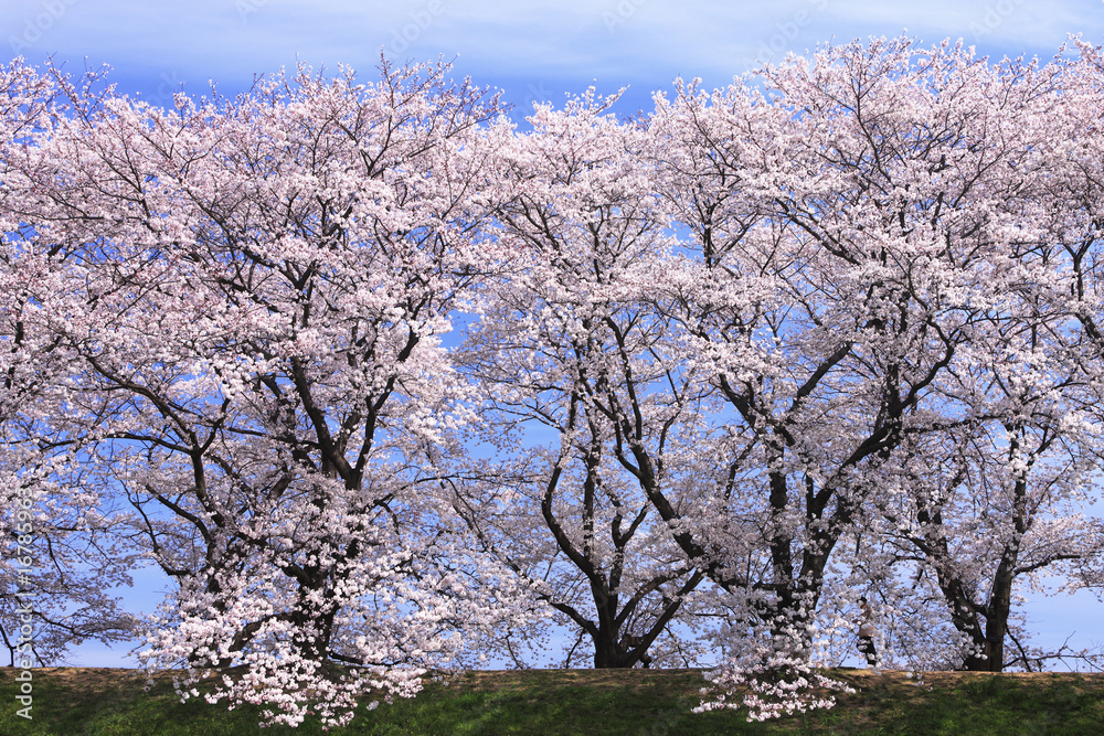 桜並木