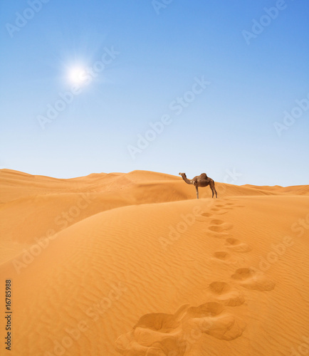 desert and camel