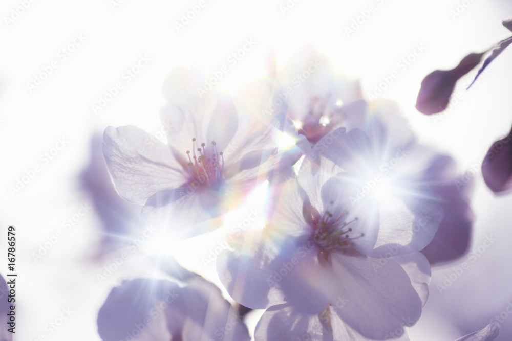Obraz premium 桜