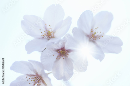 桜