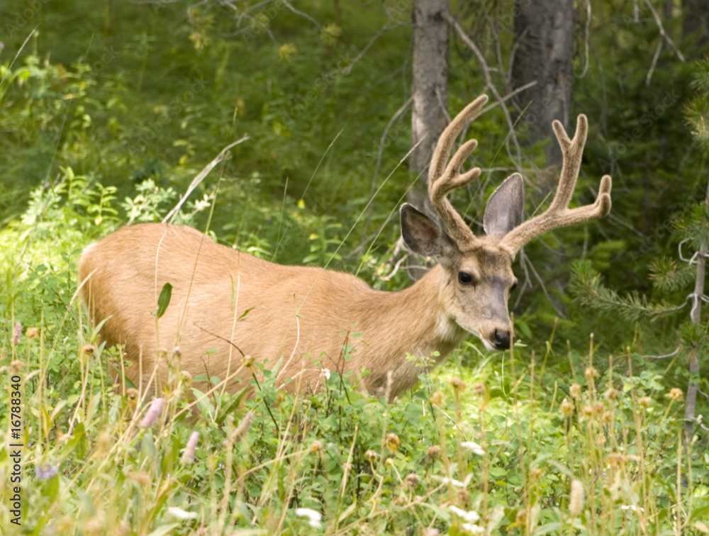 Mule Deer Buck with Velvet